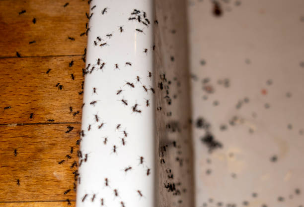 Best Ant Control Services  in Depew, NY