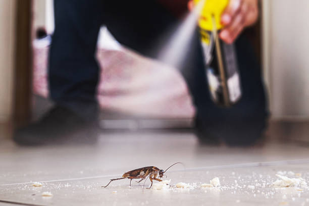 Spider Control Near Me in Depew, NY